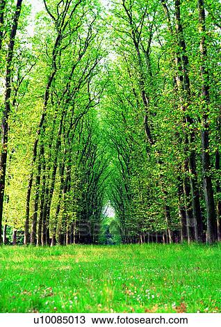 Day, Dense, Field, Forest, Grass View Large Photo Image Stock Image - Day, Dense, Field, Forest, Grass. Fotosearch