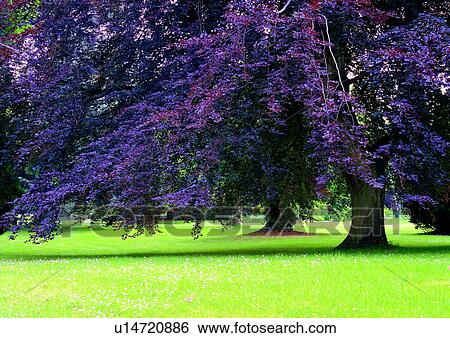 Day, Field, Grass, Grassland, Grassy View Large Photo Image Stock Photograph - Day, Field, Grass, Grassland, Grassy. Fotosearch