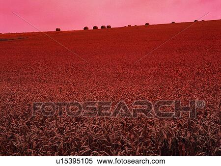 Horizon, Cultivated, Meadow, Outdoor, Beautiful Scenes, Weeds View Large Photo Image Stock Photography - Horizon, Cultivated, Meadow, Outdoor, Beautiful Scenes, Weeds. Fotosearch