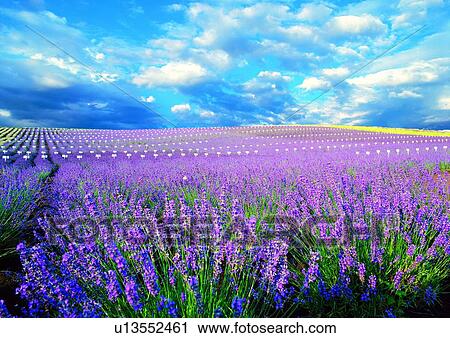 Horizon, Day, Meadow, Cloud, Nature View Large Photo Image Stock Image - Horizon, Day, Meadow, Cloud, Nature. Fotosearch