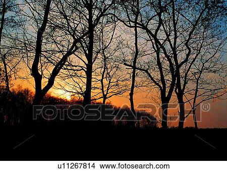 Image Dictionary, Bare Tree, Dark, Plant, Outdoor, Tree, Twilight View Large Photo Image Picture - Image Dictionary, Bare Tree, Dark, Plant, Outdoor, Tree, Twilight. Fotosearch