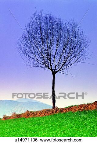Stock Photograph - Lush Foliage, Steep, Silhouette, Outdoor, Day. Fotosearch