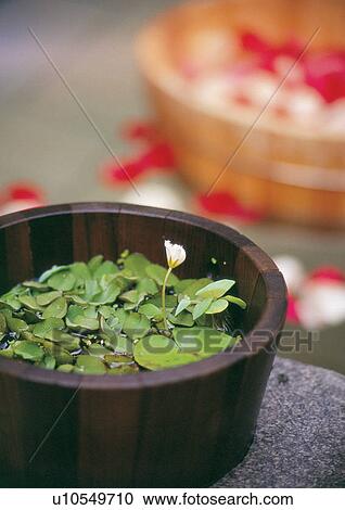 Stock Image - Bowl full of green plants . Fotosearch