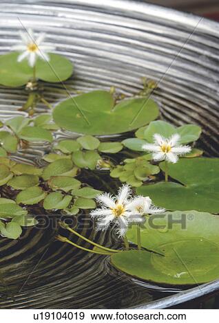Stock Photo - Container water flowers. Fotosearch