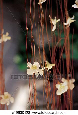 Stock Photo - flora, flower, close up, petals. Fotosearch