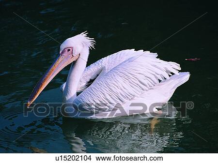 big mouth, lake, wildlife, nature, pond, bird View Large Photo Image Picture - big mouth, lake, wildlife, nature, pond, bird. Fotosearch
