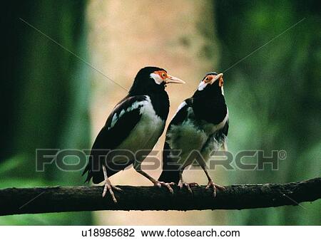 bird, black, wildlife, branch, animal, nature View Large Photo Image Stock Image - bird, black, wildlife, branch, animal, nature. Fotosearch