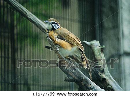 bird, cage, orange, animal, wildlife, nature View Large Photo Image Stock Photo - bird, cage, orange, animal, wildlife, nature. Fotosearch