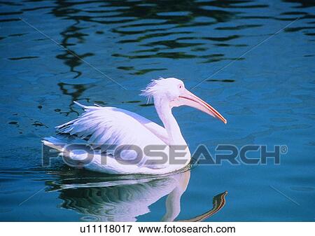 Stock Photo - bird, nature, pond, long mouth, river, white. Fotosearch