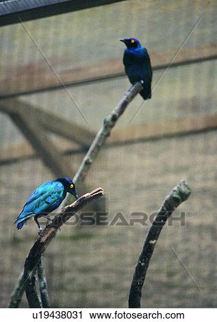 bird, nature, wildlife, blue, branch, outdoor View Large Photo Image Stock Image - bird, nature, wildlife, blue, branch, outdoor. Fotosearch