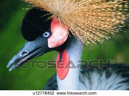 bird, orange, wildlife, gray, close-up, outdoor View Large Photo Image Stock Image - bird, orange, wildlife, gray, close-up, outdoor. Fotosearch