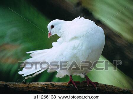 bird, outdoor, branch, wildlife, white, animal, nature View Large Photo Image Stock Photo - bird, outdoor, branch, wildlife, white, animal, nature. Fotosearch