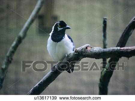 bird, outdoor, wildlife, branch, nature, black View Large Photo Image Stock Photo - bird, outdoor, wildlife, branch, nature, black. Fotosearch