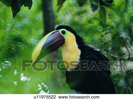 Stock Image - black, bird, tree, outdoor, wildlife, yellow. Fotosearch