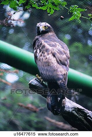 Stock Photography - branch, bird, nature, outdoor, fence, animal. Fotosearch