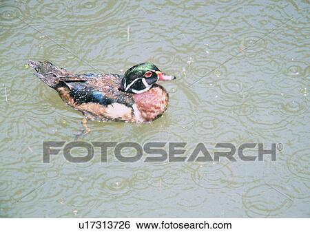 Stock Photograph - duck, outdoor, wild goose, pond, river, nature. Fotosearch