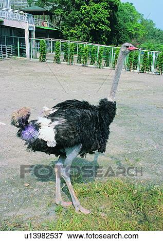 grass, wildlife, bird, animal, outdoor, nature, shadow View Large Photo Image Stock Photo - grass, wildlife, bird, animal, outdoor, nature, shadow. Fotosearch