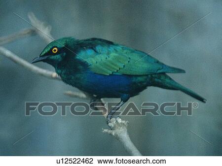 Stock Image - green, wildlife, animal, nature, branch, blue. Fotosearch