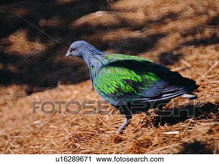 green, wildlife, shadow, nature, straw, outdoor View Large Photo Image Stock Image - green, wildlife, shadow, nature, straw, outdoor. Fotosearch
