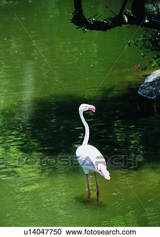 Stock Image - long neck, pond, nature, outdoor, river, animal, white. Fotosearch