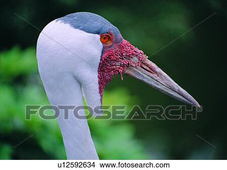 mouth, bird, nature, wildlife, outdoor, close-up View Large Photo Image Picture - mouth, bird, nature, wildlife, outdoor, close-up. Fotosearch