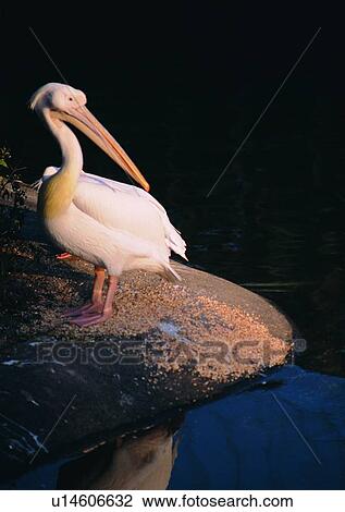 nature, big mouth, wildlife, water bird, animal, lake View Large Photo Image Stock Image - nature, big mouth, wildlife, water bird, animal, lake. Fotosearch