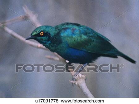 nature, bird, outdoor, animal, branch, green View Large Photo Image Stock Photo - nature, bird, outdoor, animal, branch, green. Fotosearch