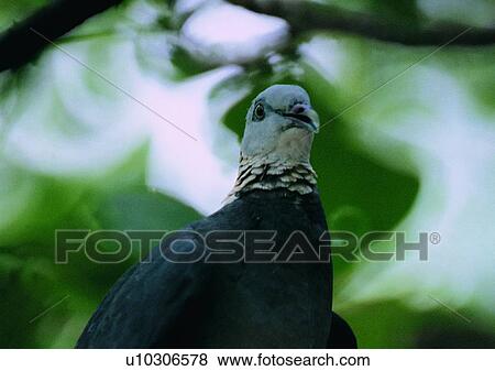 nature, bird, wildlife, animal, outdoor, gray View Large Photo Image Stock Photo - nature, bird, wildlife, animal, outdoor, gray. Fotosearch
