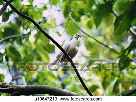 nature, outdoor, bird, leaf, branch, wildlife View Large Photo Image Stock Photo - nature, outdoor, bird, leaf, branch, wildlife. Fotosearch