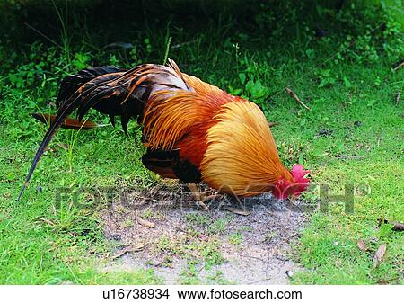 nature, outdoor, rooster, bird, grass View Large Photo Image Picture - nature, outdoor, rooster, bird, grass. Fotosearch