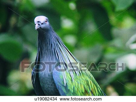outdoor, animal, bird, blue, close-up, nature View Large Photo Image Picture - outdoor, animal, bird, blue, close-up, nature. Fotosearch