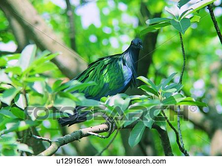Stock Image - outdoor, leaf, branch, nature, bird, plant, wildlife. Fotosearch