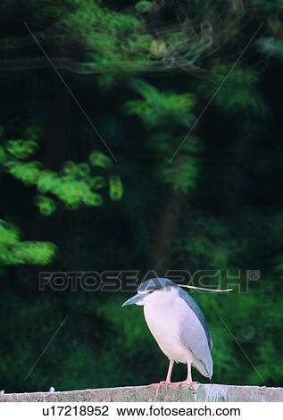 Stock Image - outdoor, nature, bird, wildlife, water bird, tree. Fotosearch