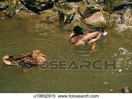 Stock Photography - outdoor, stone, animal, bird, wild goose, duck, nature. Fotosearch
