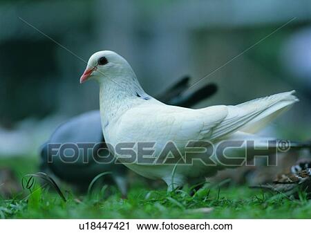 outdoor, wildlife, gray, nature, bird, animal, grass View Large Photo Image Stock Image - outdoor, wildlife, gray, nature, bird, animal, grass. Fotosearch
