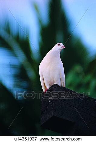 Stock Photo - outdoor, wildlife, nature, white, bird, animal. Fotosearch