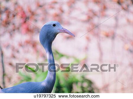 pink, wildlife, nature, shadow, outdoor, animal View Large Photo Image Stock Photography - pink, wildlife, nature, shadow, outdoor, animal. Fotosearch