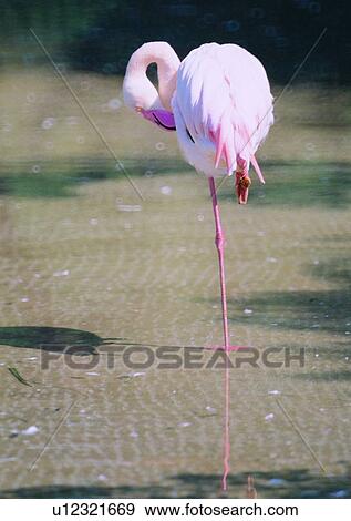 Stock Photo - pond, reflection, outdoor, animal, pink, long leg. Fotosearch