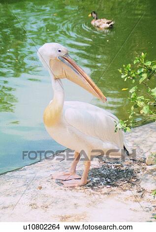 pond, river, bird, white, outdoor, nature View Large Photo Image Picture - pond, river, bird, white, outdoor, nature. Fotosearch