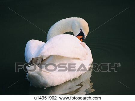 pond, white, wildlife, reflection, nature, swan View Large Photo Image Stock Image - pond, white, wildlife, reflection, nature, swan. Fotosearch