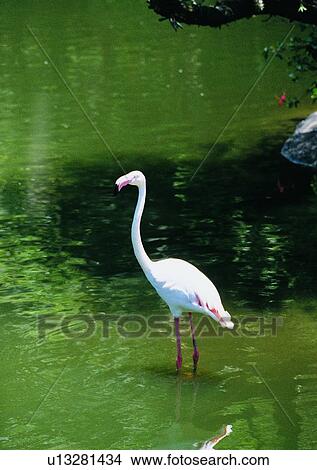 pond, wildlife, animal, outdoor, long neck, nature View Large Photo Image Picture - pond, wildlife, animal, outdoor, long neck, nature. Fotosearch