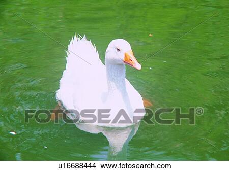 Picture - reflection, white, pond nature, animal, lake, bird. Fotosearch