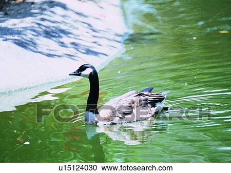 Stock Image - river bank, outdoor, bird, nature, animal, black, lake. Fotosearch