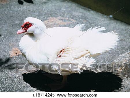 shadow, ground, outdoor, nature, white, bird, wildlife View Large Photo Image Stock Photography - shadow, ground, outdoor, nature, white, bird, wildlife. Fotosearch