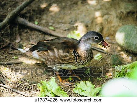 Stock Photograph - straw, nature, wildlife, outdoor, bird, shadow, animal. Fotosearch