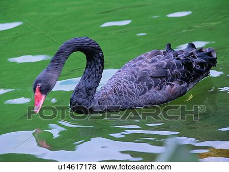 Stock Photo - swan, black, river, nature, pond, wildlife. Fotosearch