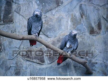 wall, nature, bird, outdoor, wildlife, branch, rock View Large Photo Image Stock Photo - wall, nature, bird, outdoor, wildlife, branch, rock. Fotosearch