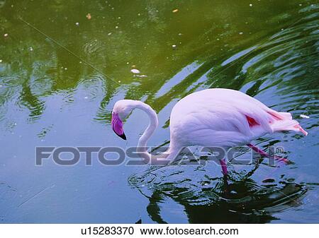 Stock Image - white, animal, long neck, wildlife, outdoor, lake, pink. Fotosearch
