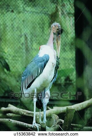 Stock Image - white, blue, nature, bird, wildlife, outdoor. Fotosearch