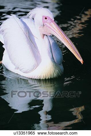 white, long mouth, outdoor, bird, pond, river View Large Photo Image Stock Photography - white, long mouth, outdoor, bird, pond, river. Fotosearch
